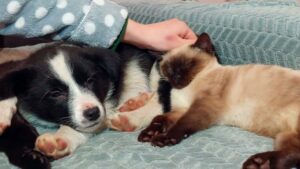 Questo è il momento adorabile in cui un gattino randagio scambia il cane per la sua mamma – Video