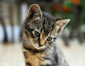 Se hai un gatto di uno di questi colori stai attento, potrebbe ammalarsi più facilmente