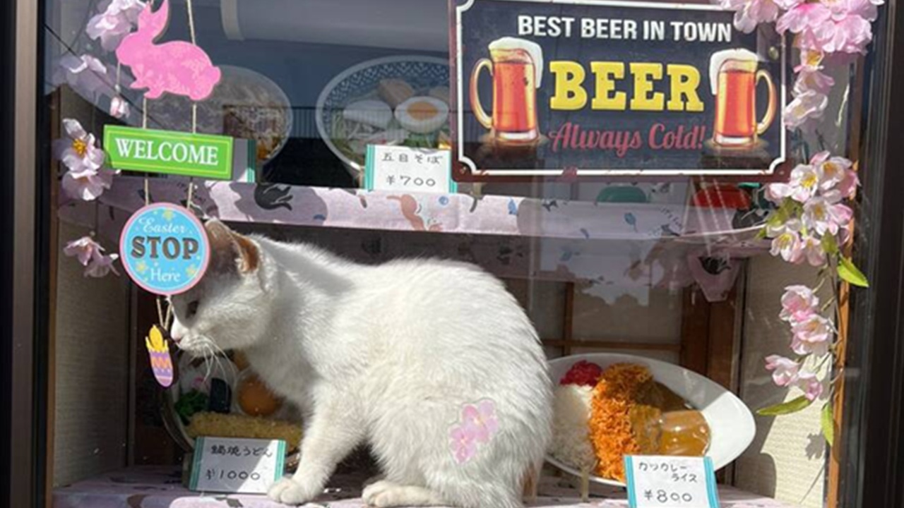 Gattini simbolo di un ristorante