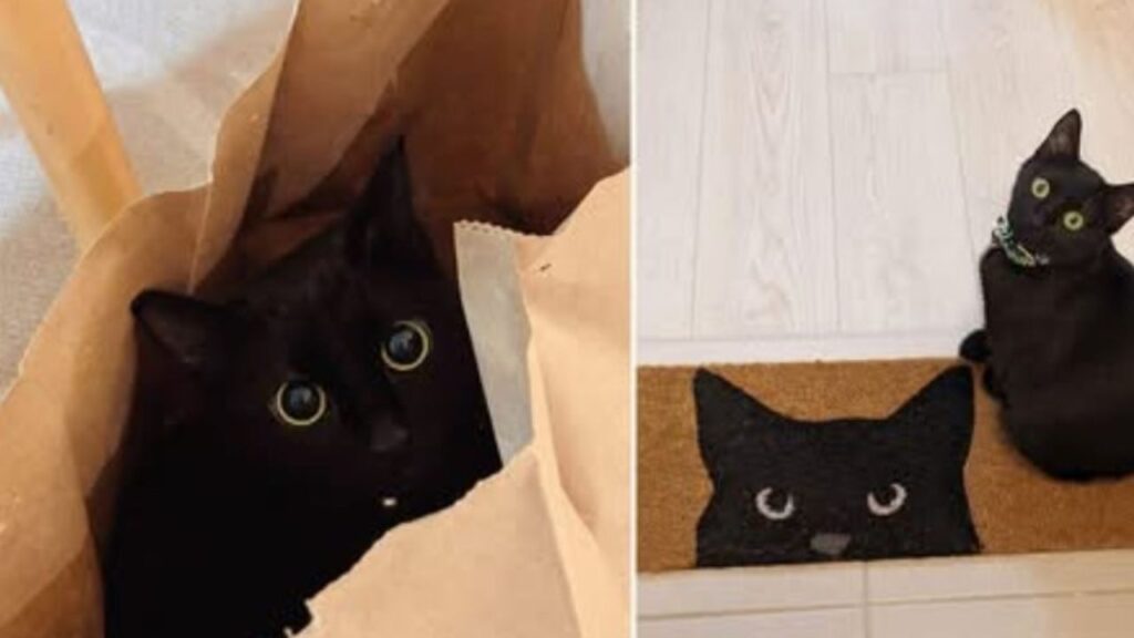 un gattino nero