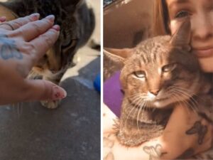 Una donna cattura il momento struggente in cui riesce ad accarezzare il gatto che ha adottato