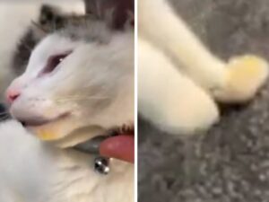 Il proprietario lascia il suo gatto da solo per pochi minuti: le sue zampe rivelano il misfatto