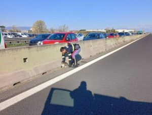 Gatto salvato in autostrada dalla Polizia: come sta il micio?