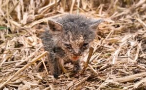 Il gattino ricoperto di vermi ha usato tutte le sue forze per avanzare verso i passanti, attirando la loro attenzione