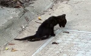 Il gattino nero con le zampe paralizzate si dibatteva nell’erba: dopo il salvataggio si è trasformato (VIDEO)